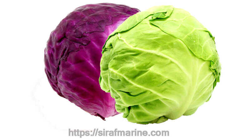 Cabbage export