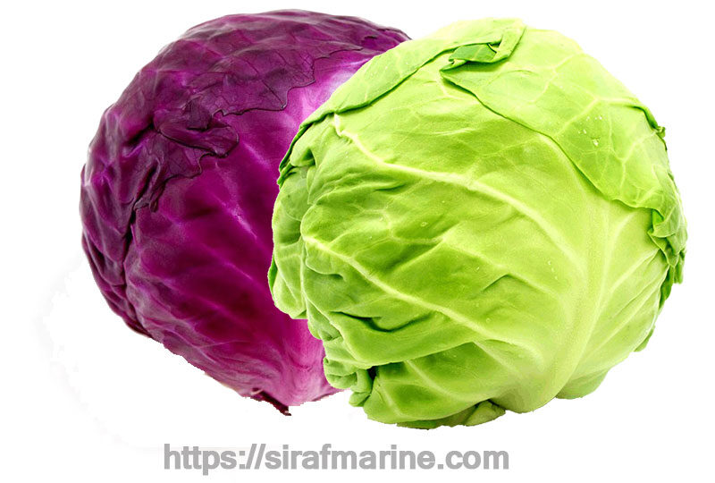 Cabbage export