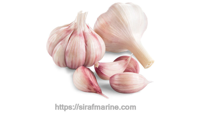 Purple garlic export