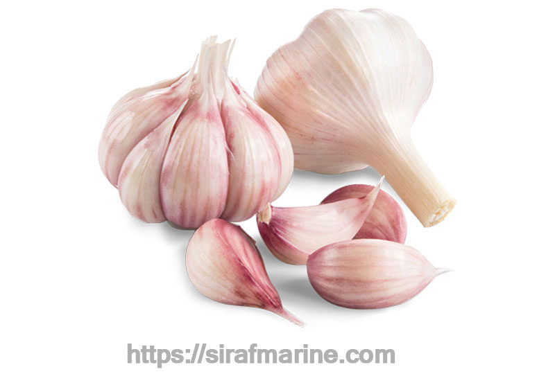 Purple garlic export