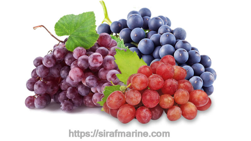 Grape export