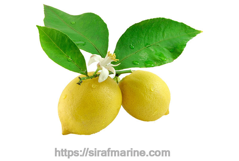 экспорт лимона