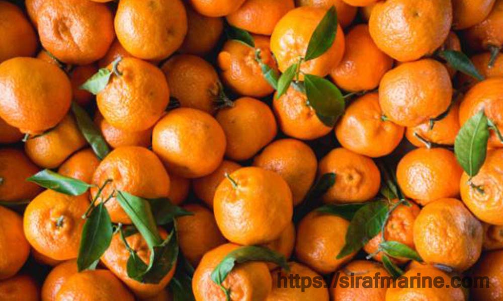 نارنگی صادراتی